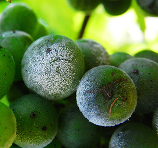 Innovation Luna® contre l’oïdium de la vigne Innovation Luna® contre l’oïdium de la vigne