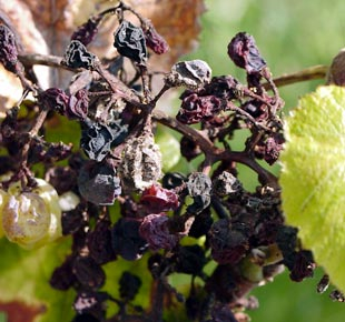 Botrytis de la vigne Botrytis de la vigne