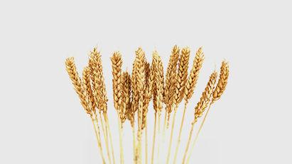 Adventices en Grandes Cultures