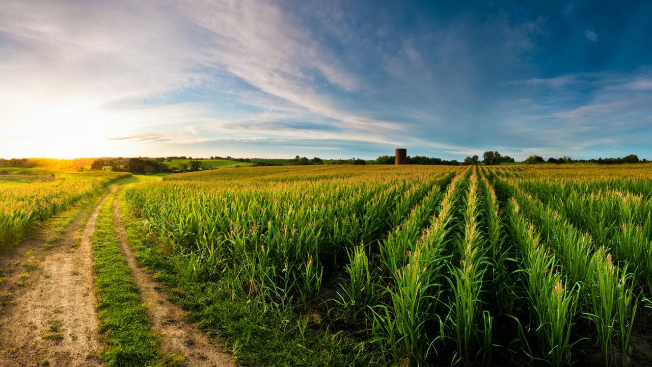 Socle du désherbage betterave : Betanal® tandem / Magic® tandem !