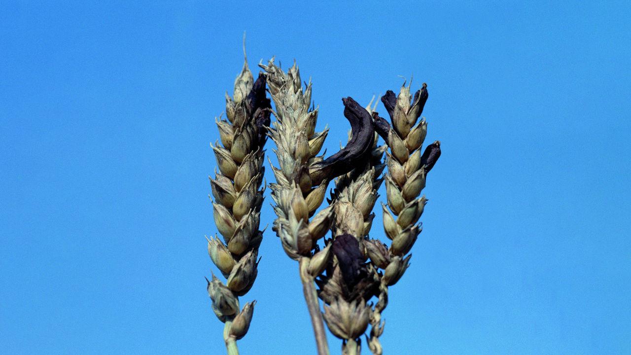 Mateno® dès la pré-levée, un levier efficace pour maîtriser l'ergot des céréales