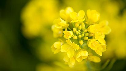 L'huile de colza HOLL présente un profil d'acides gras amélioré