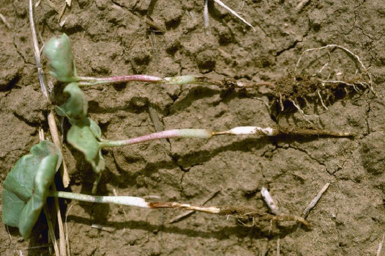 Le rhizoctone brun sur pomme de terre : la prévention, un précieux allié