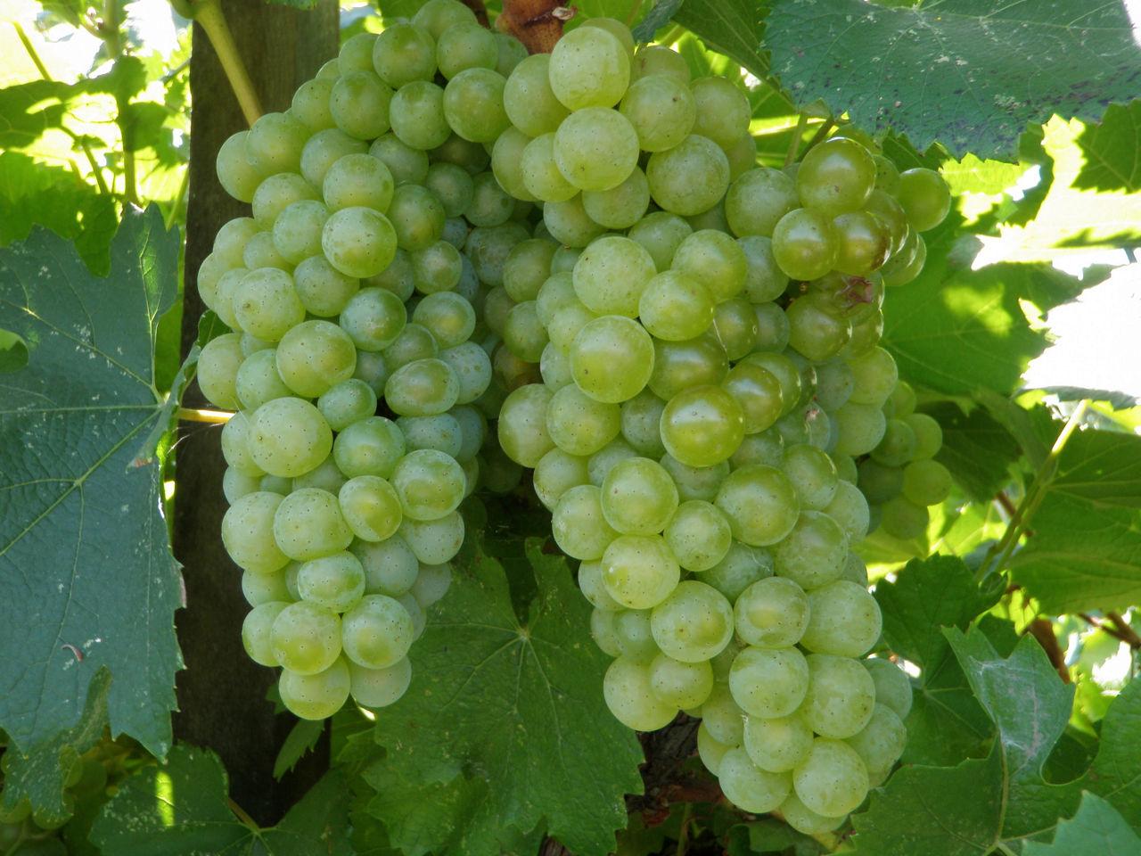 Pangolin® DG, l’effet synergique du Fosétyl®-Al et du cuivre