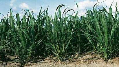 Désherbage blé : quelle stratégie adopter dès la mi-janvier face au contexte climatique particulier de cette campagne ?