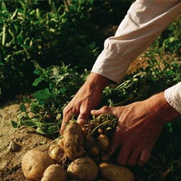 Adventices des pommes de terre