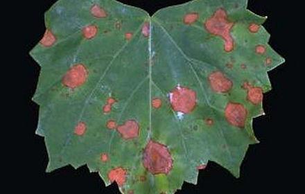 Black-rot, difficile à prévoir