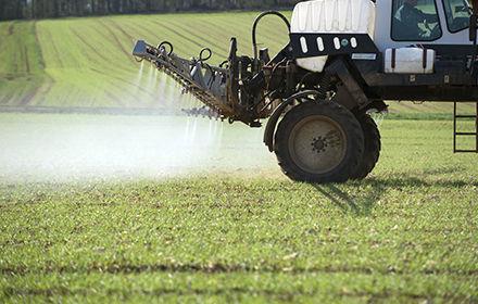 Désherbage céréales : le traitement d'automne