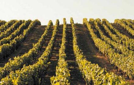 Désherbage : raisonnement et alternance