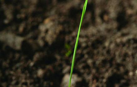 Désherbage vulpin: une graminée fréquente