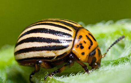 Doryphore, un mangeur de feuilles