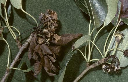 Feu bactérien du poirier, des fruits momifiés