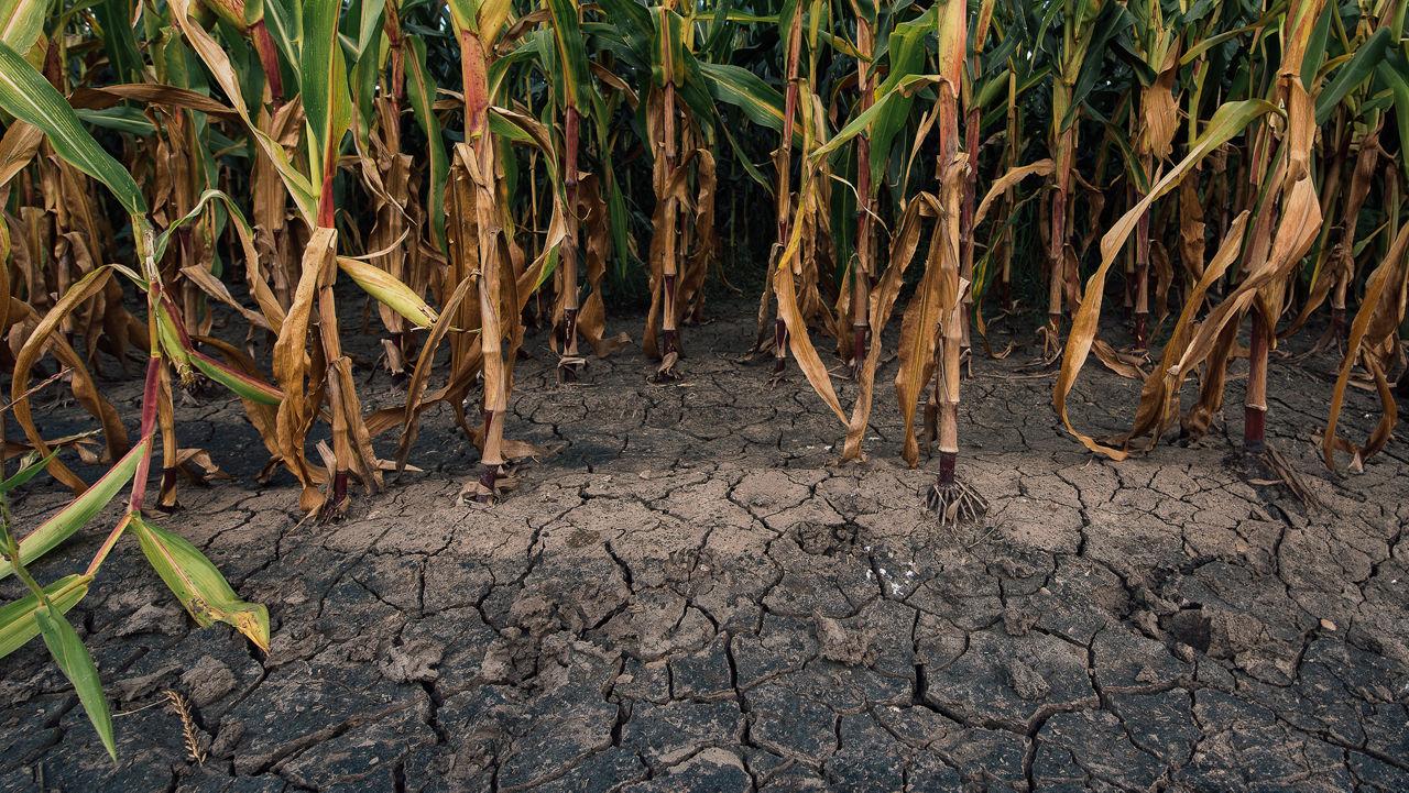 L'essentiel sur la biologie des mauvaises herbes