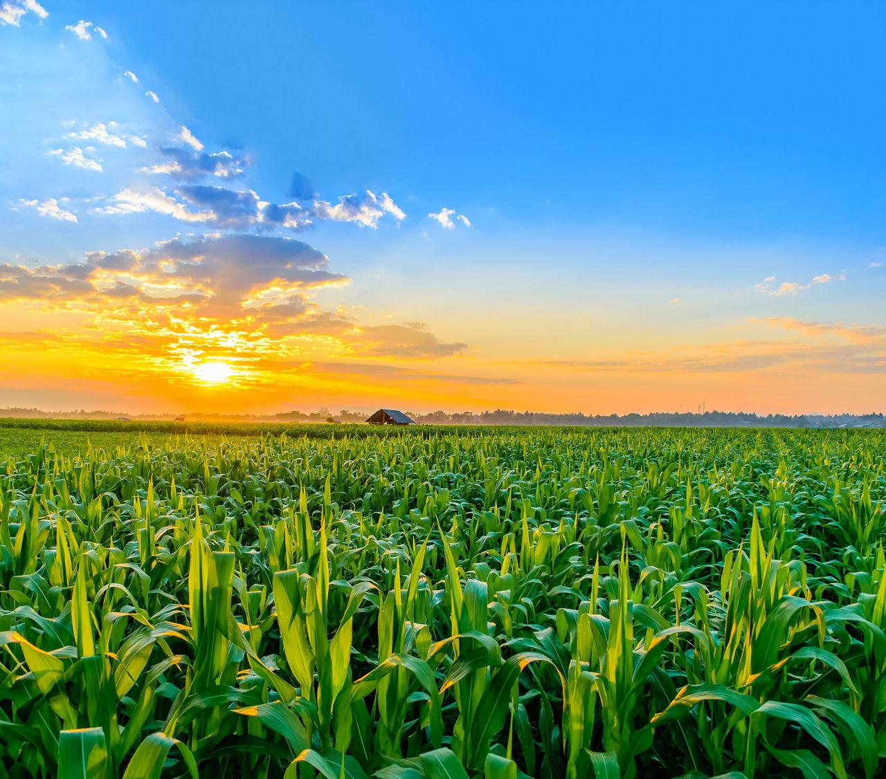 La voix des parcelles : tout savoir sur le désherbage maïs en un clic