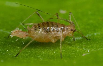 Les pucerons de la salade : vecteurs de la mosaïque