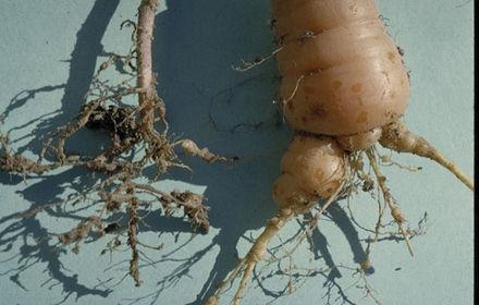 Les racines de la carotte, résidence des nématodes