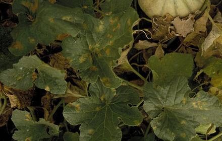 Mildiou du melon, gros dégâts lors d'étés pluvieux