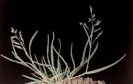 Pâturin annuel, levée en continu