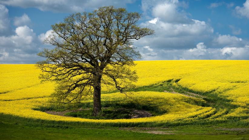 Propriétés agronomiques de la varieté HOLL