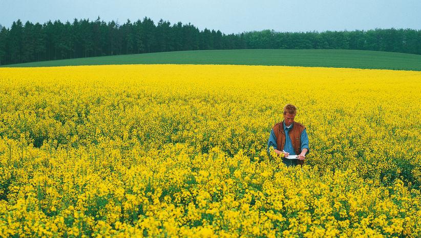 Qualités organoleptiques de l'huile HOLL