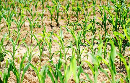 Quelle stratégie de désherbage du maïs en 2026 ?