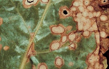 Ramulariose : vigilance si l'été est frais