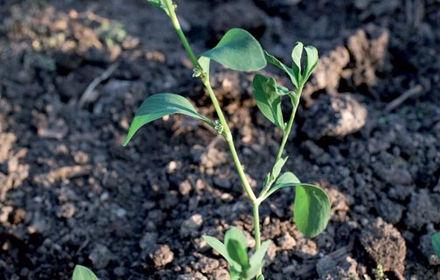 Renouée des oiseaux