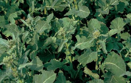 Repousses de colza : vigilance