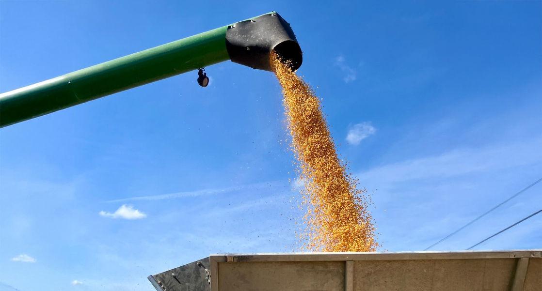 Semences maïs grain