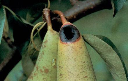 Stemphyliose du poirier, une multiplication rapide