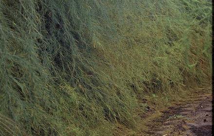 Stemphyliose, grillure estivale de l'asperge