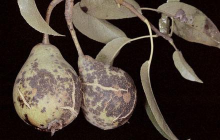 Tavelure, tous les organes touchés