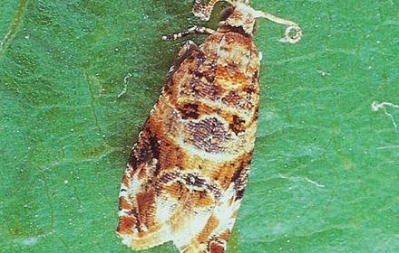 Tordeuses, Un trio infernal