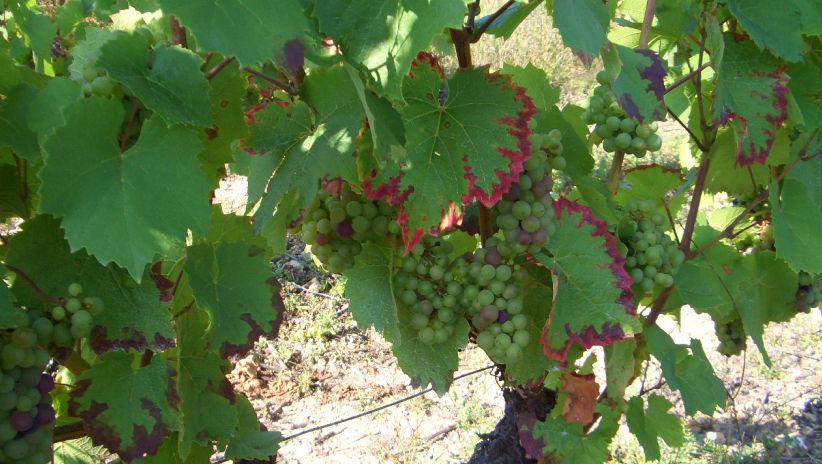 Une protection unique contre l’oïdium et le black-rot avec Luna® Sensation