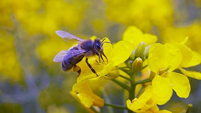 Un patrimoine d’insectes auxiliaires, ça se cultive au verger !