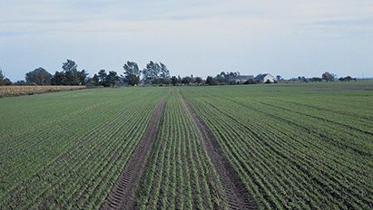 Pour leur désherbage d’automne sur blé, les agriculteurs ont testé l'herbicide Mateno® et nous en parlent