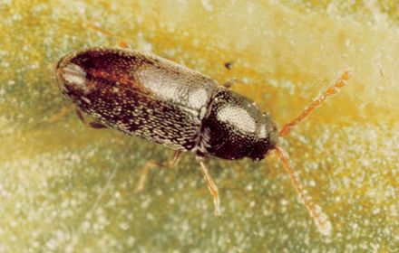 Atomaire : des dégâts souterrains... et aériens