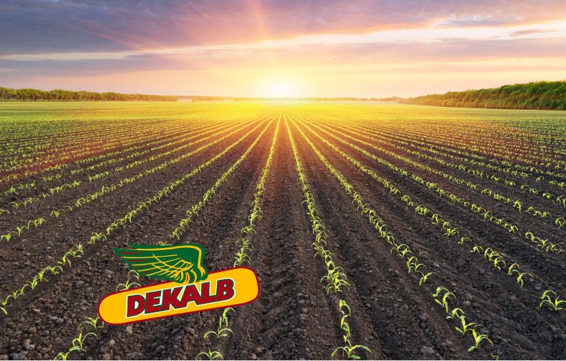Calculateur densité semis maïs DEKALB®
