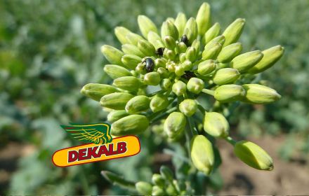 Comment détourner les méligèthes des colzas ?