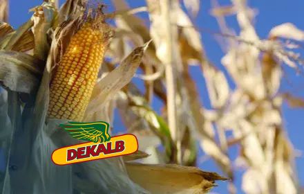 DKC5159, le grand nom de la série maïs grain G5 !