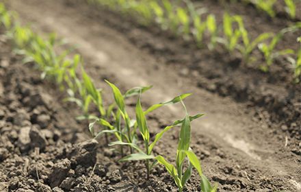 Equip®, une solution herbicide maïs de post-levée