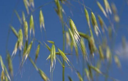 Folles avoines à raisonner