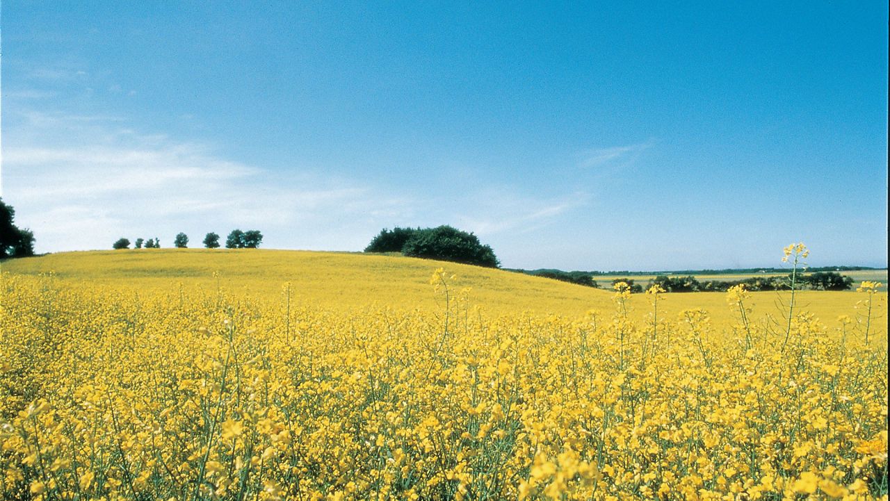 Bénéfices nutritionnels de l'huile HOLL