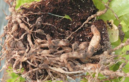 Les nématodes des cultures légumières sous abris