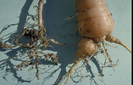 Les racines de la carotte, résidence des nématodes