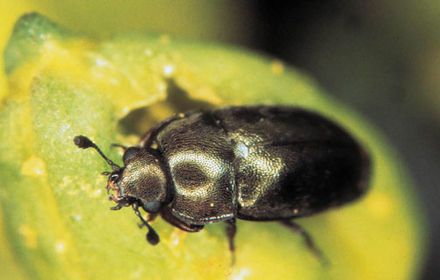 Méligèthe : s'en méfier avant la floraison du colza