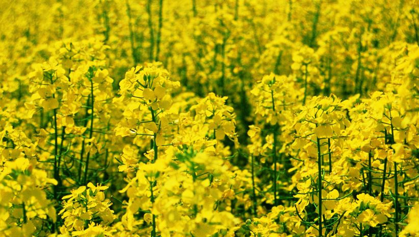 Messages à l'attention de l'industrie alimentaire
