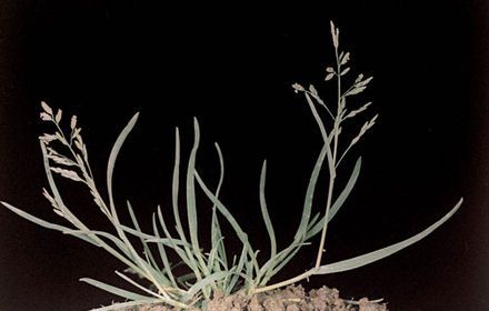 Pâturin annuel, levée en continu