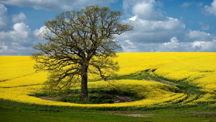 Propriétés agronomiques de la varieté HOLL