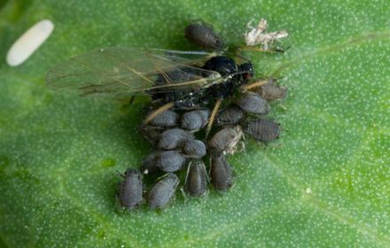 Puceron noir : un développement précoce et rapide